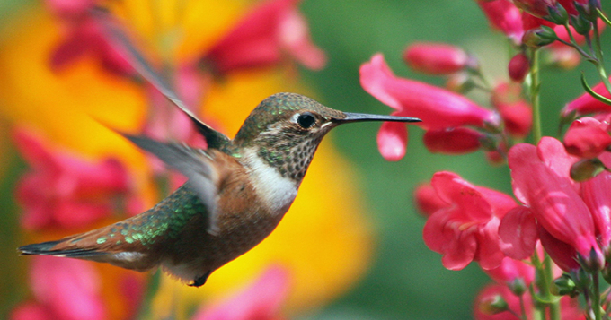 Melinda Myers Webinar: Attracting Hummingbirds Melinda Myers Webinar: Attracting Hummingbirds